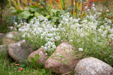 Many white small beautiful alissum flowers with tiny petals on small green shrubs with large cobblestones.