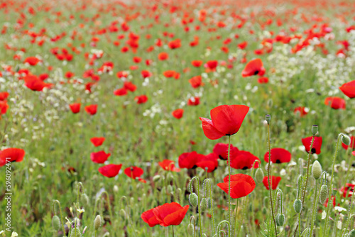 Red oriental poppies field on an environment friendly flower farm. Close up, copy space, background. Selective focus.