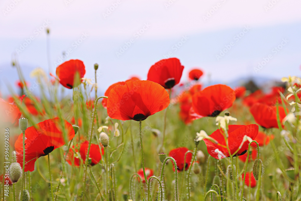 Fototapeta premium Red oriental poppies field on an environment friendly flower farm. Close up, copy space, background. Selective focus.