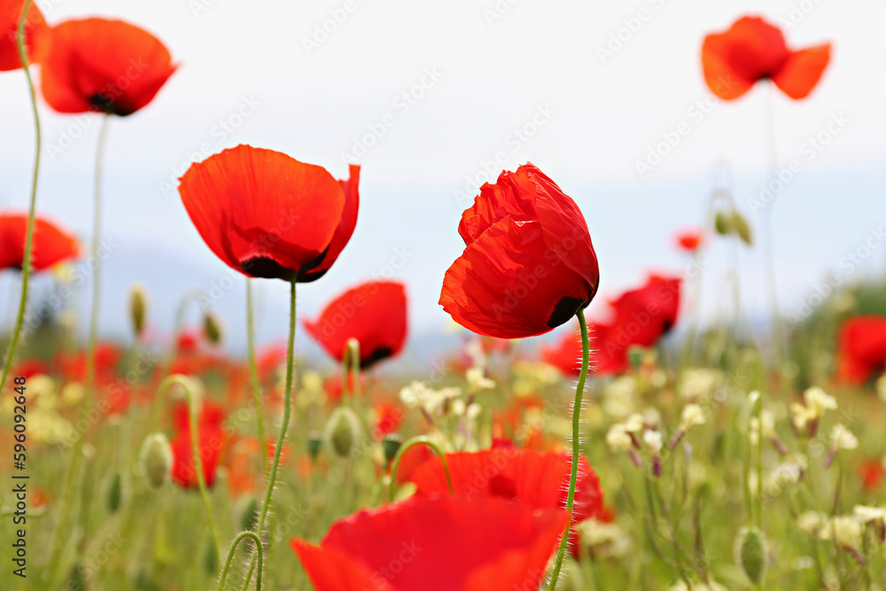 Naklejka premium Red oriental poppies field on an environment friendly flower farm. Close up, copy space, background. Selective focus.