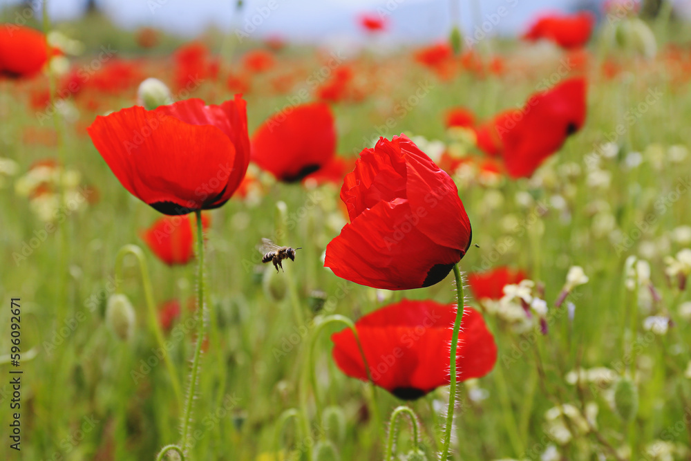 Fototapeta premium Red oriental poppies field on an environment friendly flower farm. Close up, copy space, background. Selective focus.