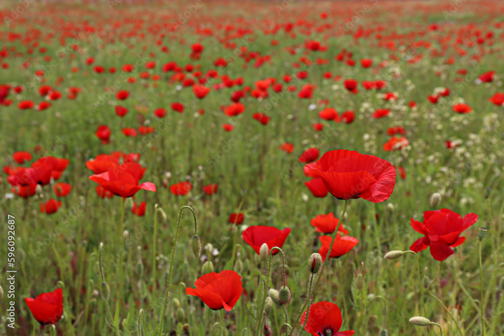 Red oriental poppies field on an environment friendly flower farm. Close up, copy space, background. Selective focus.