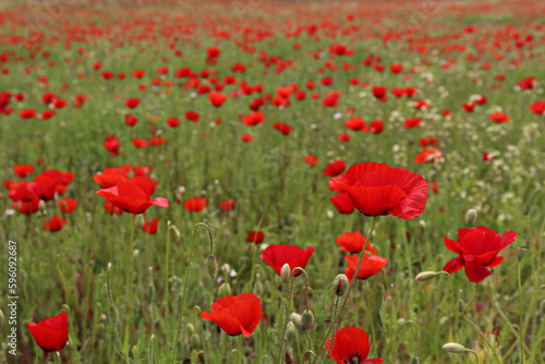 Red oriental poppies field on an environment friendly flower farm. Close up, copy space, background. Selective focus.