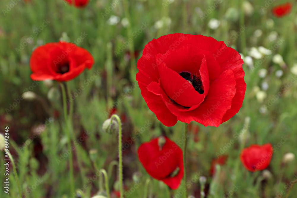 Fototapeta premium Red oriental poppies field on an environment friendly flower farm. Close up, copy space, background.