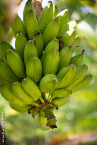 A branch of unripe bananas grown in an organic garden at a resort in the Maldives