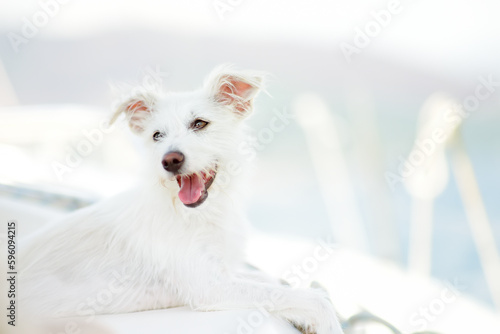 Cute white puppy is lying on board of boat on sunny summer day. Favorite dog traveling with people on vacation. Pets are members of the family. Doggie behaves patiently during the trip. © Maria Sbytova