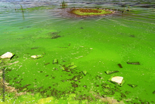Water pollution by blooming blue-green algae - is world environmental problem. Water bodies, rivers and lakes with harmful algal blooms. Ecology polluted nature.