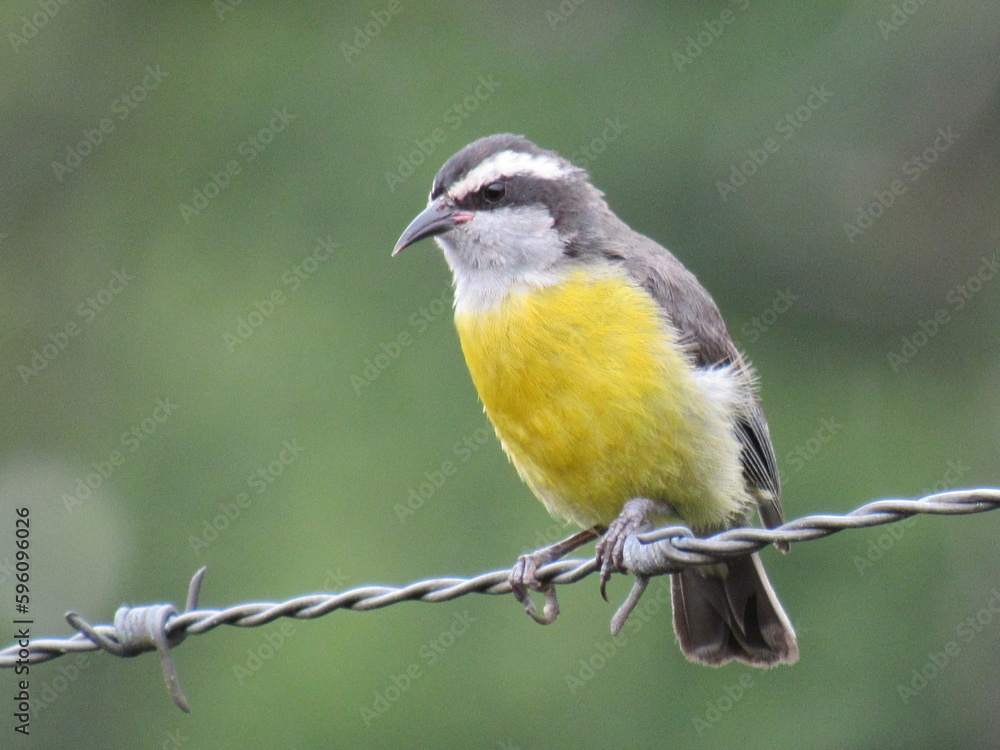 Obraz premium Bananaquit/Coereba flaveola (Linnaeus, 1758)