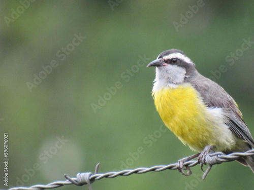 Coereba flaveola
(Linnaeus, 1758)/Bananaquit