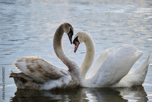 Two beautiful swans in the shape of a heart