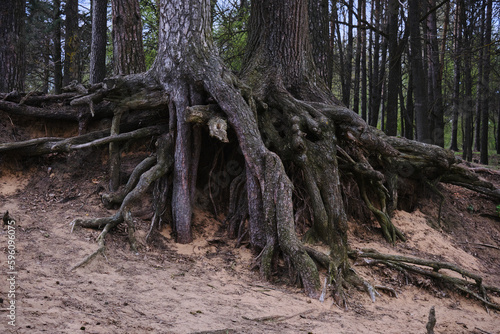 Trunk and big tree roots spreading out