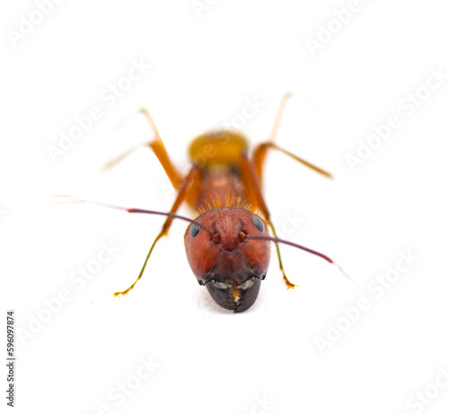 Wild Sandhill carpenter ant - Camponotus socius - front face view isolated on white background