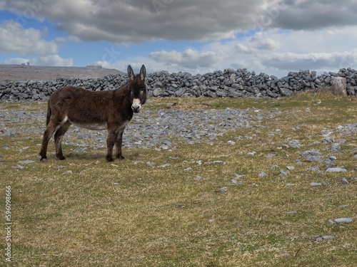 Brown cute donkey in a field, rough stone terrain of Aran island in the background, county Galway, Ireland. Warm sunny day, cloudy sky. Stone fences in the background. © mark_gusev