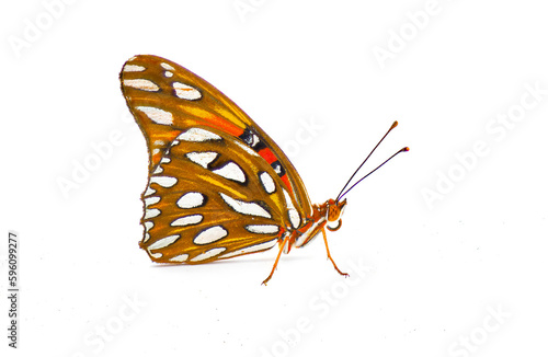 Gulf fritillary or passion butterfly - Agraulis or Dione vanillae - is a bright orange butterfly in the subfamily Heliconiinae of the family Nymphalidae.  Side view isolated on white background photo