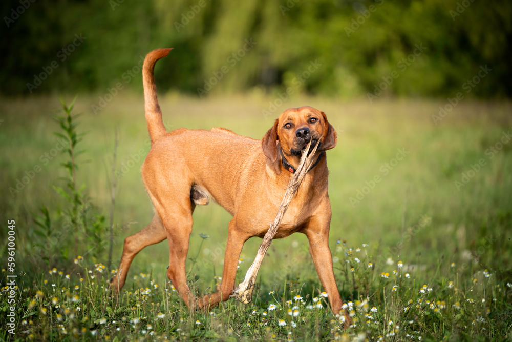 Pies rasy Rhodesian ridgeback bawi się patykiem Pies rasy Rhodesian ridgeback bawi się patykiem