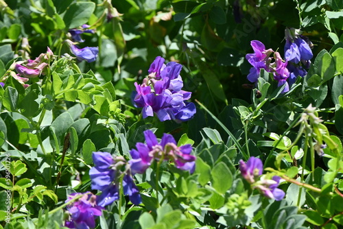 Beach pea ( Lathyrus japonicus ) flowers.
Fabaceae perennial beach plant. It grows on the beach and blooms reddish-purple racemes from April to July.
