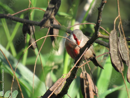 the estrild astrild (Linnaeus, 1758) just watching the landscape/Common Waxbill