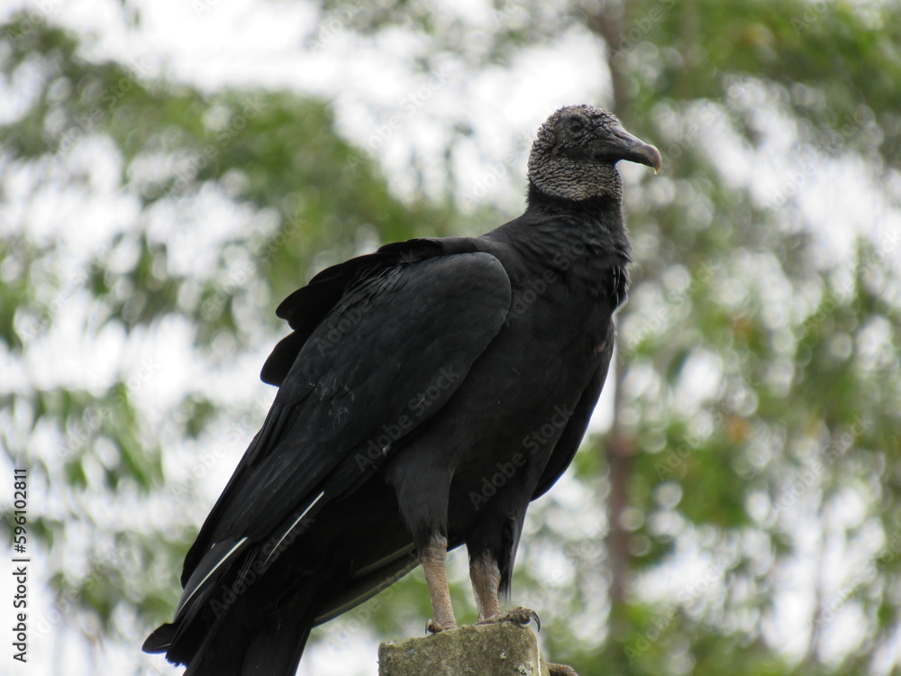 Naklejka premium the great Black Vulture/Coragyps atratus (Bechstein, 1793) or watching the landscape