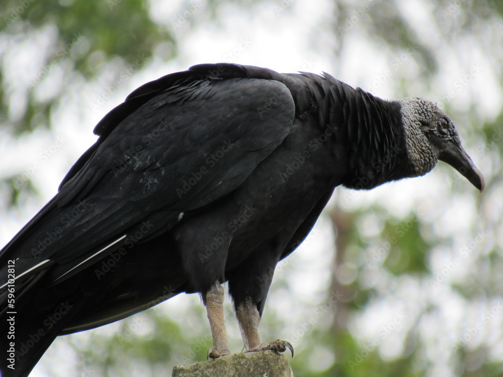 Naklejka premium the great Black Vulture/Coragyps atratus (Bechstein, 1793) or watching the landscape