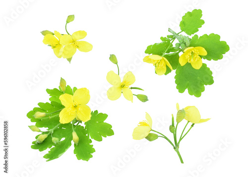 Celandine flowers isolated on transparent background. Chelidonium majus, the greater celandine.