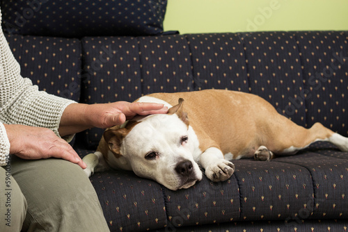 The unbreakable bond between a senior woman and her loyal dog
