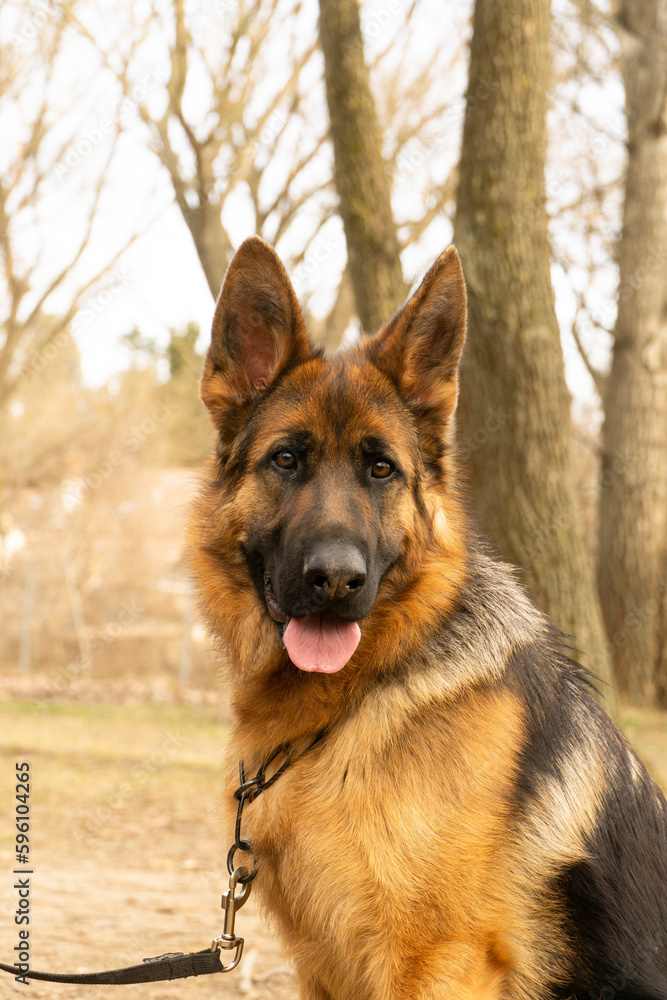 german shepherd dog