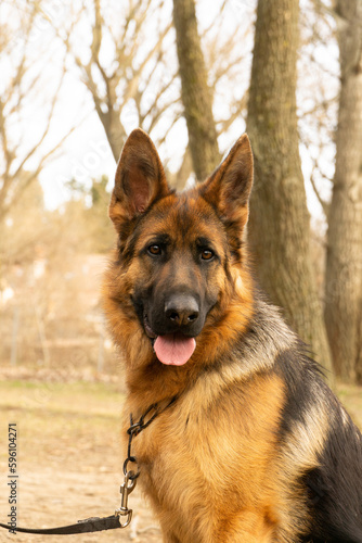 One year old german shepherd 