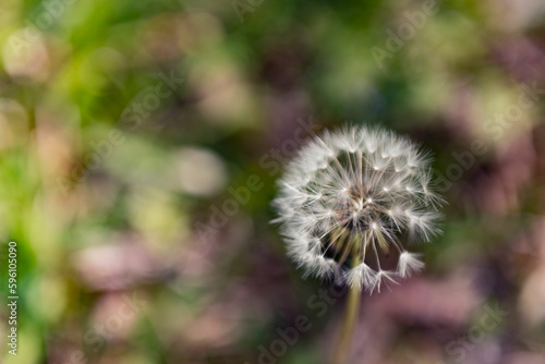  Nature s Wish  Capturing the Beauty of a Dandelion Photo 