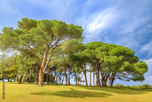 Trees in the park on the Veliki Brijun island in Adriatic sea, Croatia