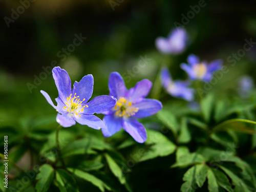 Blooming Purple Sea Anemone ("anemone nemorosa") with leaves in the background in spring.