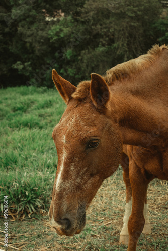 portrait of a brown horse on the farm