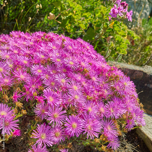Purple drosanthemum floribundum succulent plants growing outside in their natural habitat. Nature has many species of fauna. A bed of flowers in a thriving forest (in Latin Lampranthus spectabills) photo