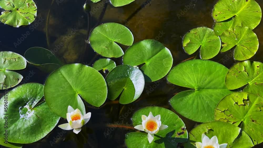 Beautiful Lily Lotus Flowers and Leaves in Calm Water