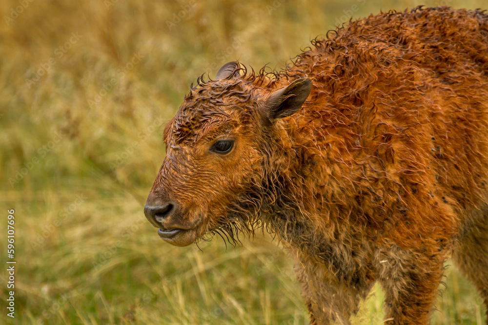 Fototapeta premium Young Bison in the Rain