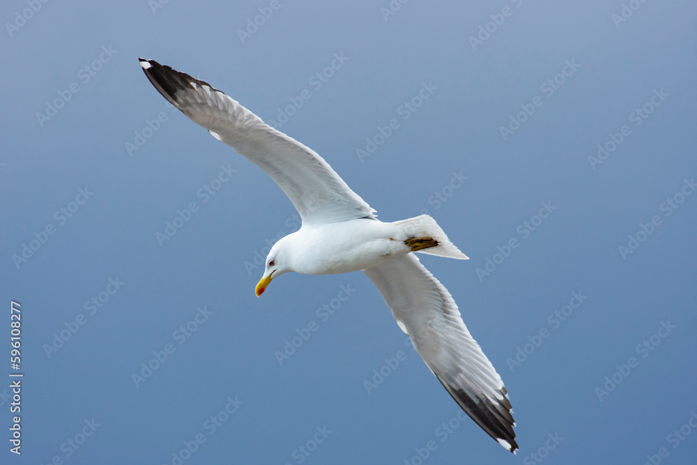 Urban bird views from Istanbul sea gulls Urban bird views from Istanbul sea gulls