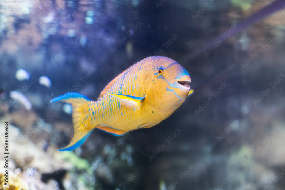 Pesce pappagallo, Platax orbicularis, Acquario di Genova, Liguria, Italia, Europa Pesce pappagallo, Platax orbicularis, Acquario di Genova, Liguria, Italia, Europa