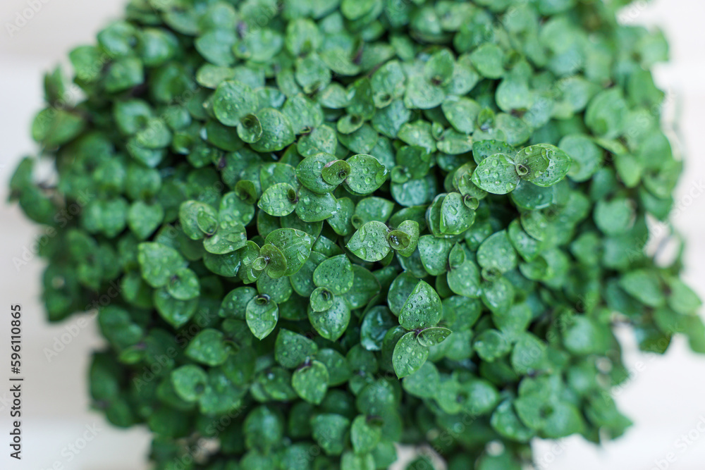 Callisia repens on light background, closeup Callisia repens on light background, closeup