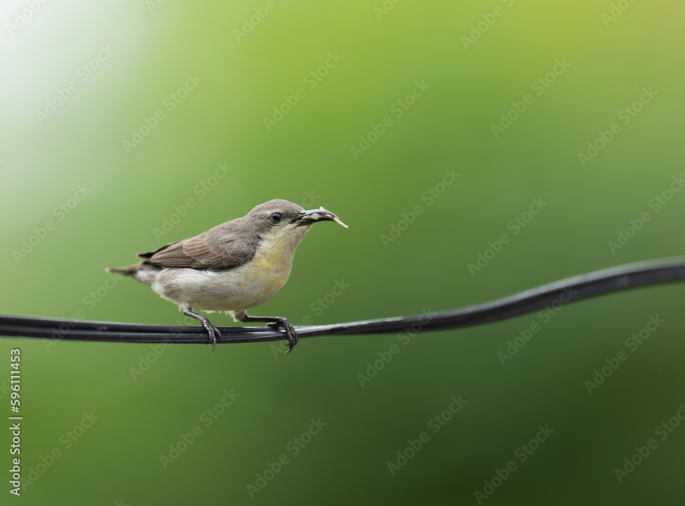 Fototapeta premium Purple Sunbird with hunt to feed Chicks in breeding Season 