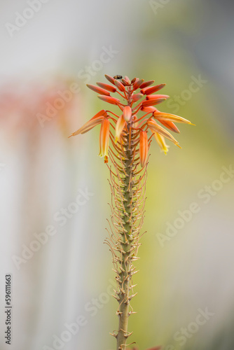 Aloe vera flower in garden, closeup of photo. © tahir