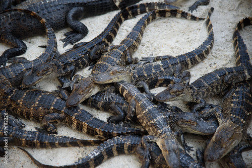 A lot of baby alligators on top of each other