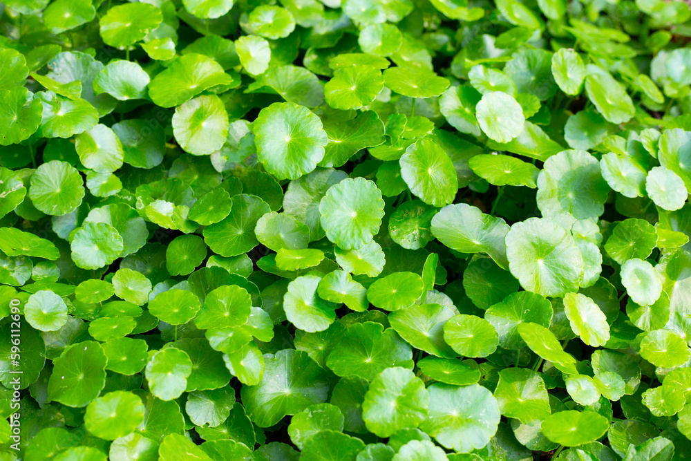 Fresh green centella asiatica leaves Fresh green centella asiatica leaves