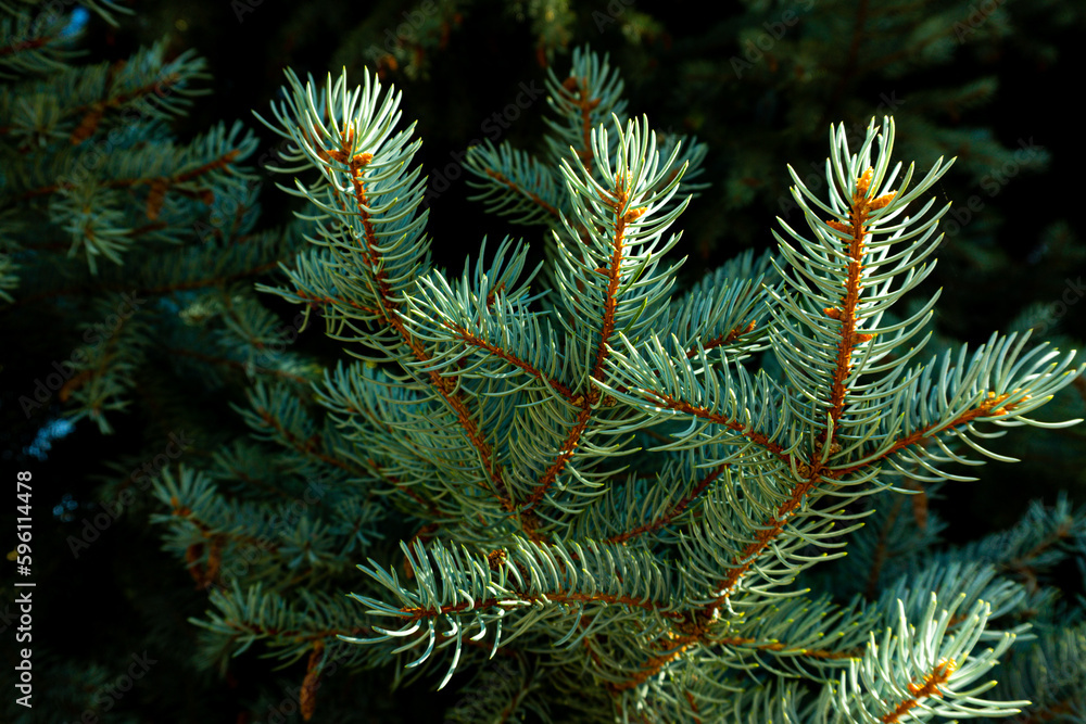 Blue Spruce pine branch and needles