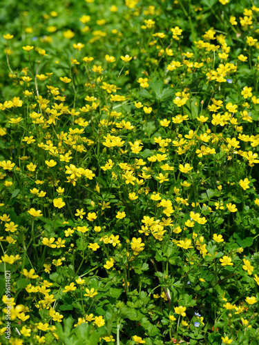 beautiful yellow flowers in summer