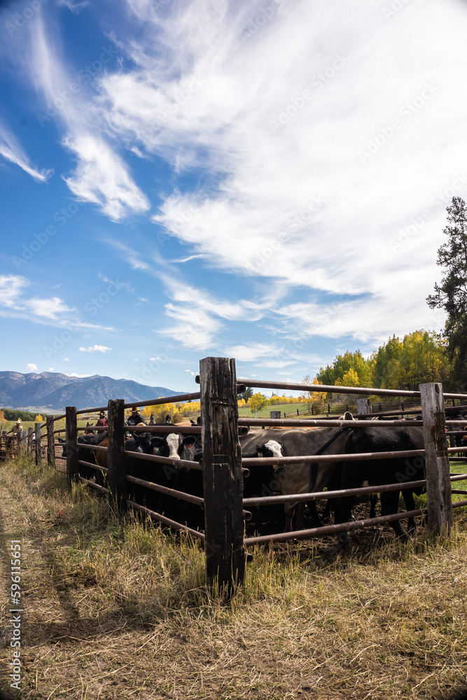 black cattle round up in Wyoming