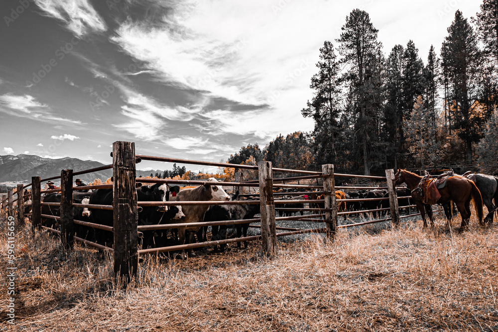 Black angus cows in corrals
