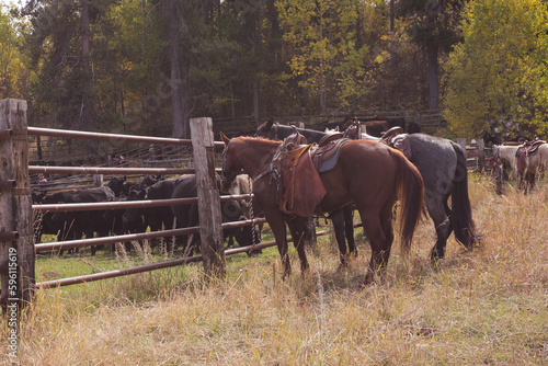 Horses tied up to fence at cattle corrals © Tedi S Photography