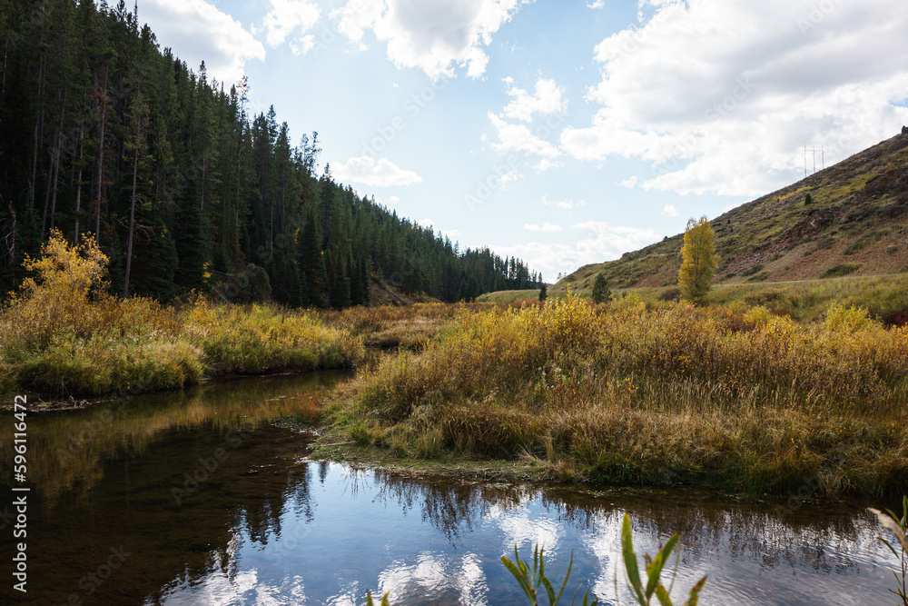 Fototapeta premium River weaving through a pine forest