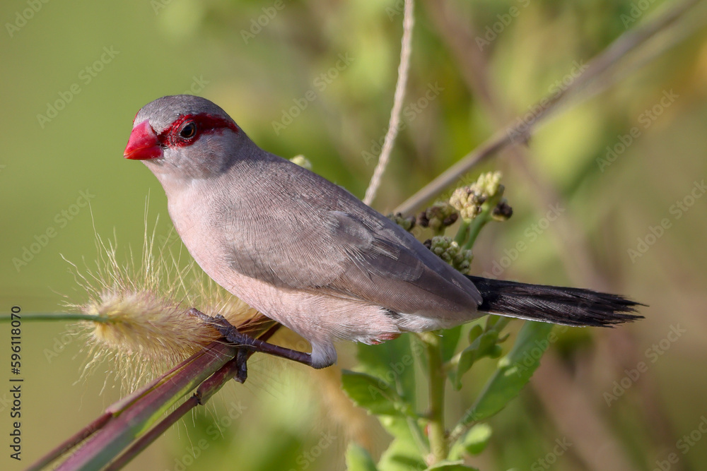 Fototapeta premium Common waxbill.