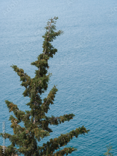 pine tree and blue sea background