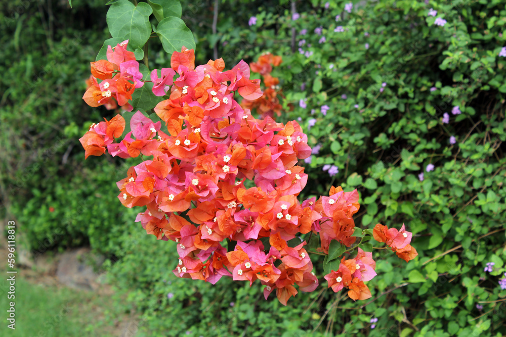 Orange and pink bougainvillea flowers on a plant in a garden Orange and pink bougainvillea flowers on a plant in a garden